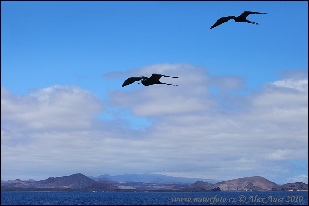 Fregata orlia (Fregata magnificens)