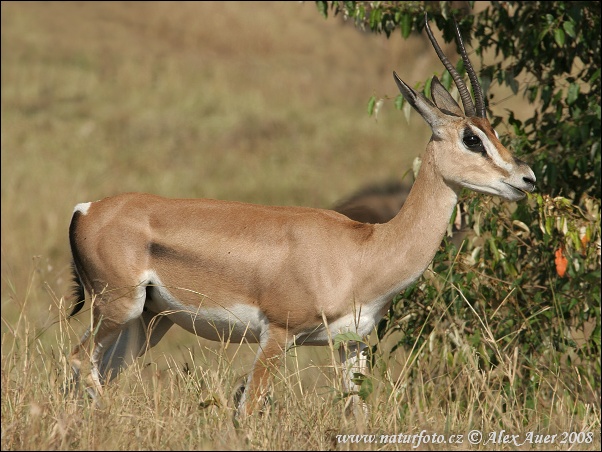 Gazela Grantova (Gazella granti)