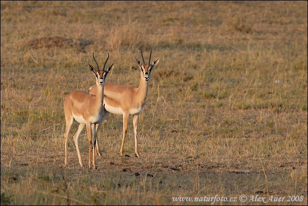 Gazela Grantova (Gazella granti)