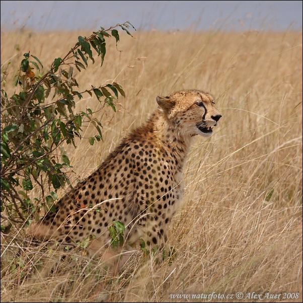 Gepard (Acinonyx jubatus)