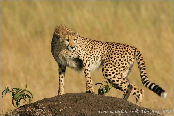 Gepard (Acinonyx jubatus)