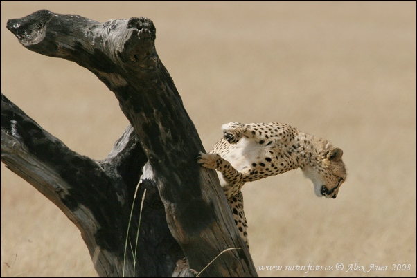 Gepard (Acinonyx jubatus)