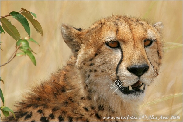 Gepard (Acinonyx jubatus)