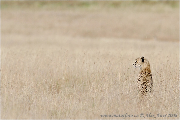 Gepard (Acinonyx jubatus)