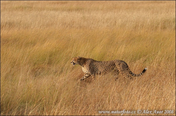 Gepard (Acinonyx jubatus)