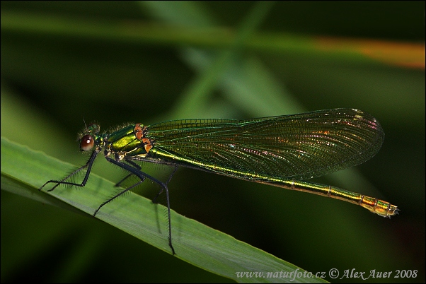 Hadovka lesklá (Calopteryx splendens)