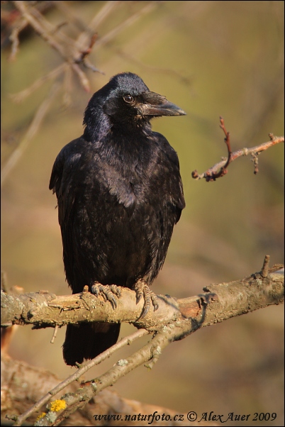 Havran čierny (Corvus frugilegus)