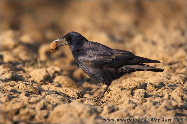 Havran polní (Corvus frugilegus)