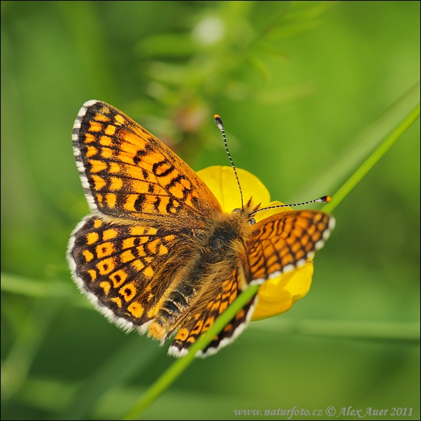 Hnedáčik mriežkovaný (Melitaea cinxia)