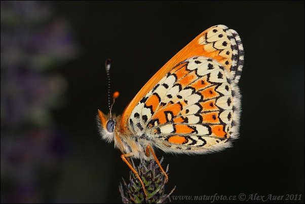 Hnedáčik mriežkovaný (Melitaea cinxia)