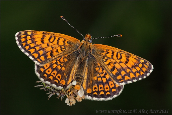 Hnedáčik mriežkovaný (Melitaea cinxia)