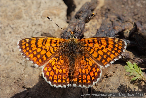 Hnedáčik mriežkovaný (Melitaea cinxia)