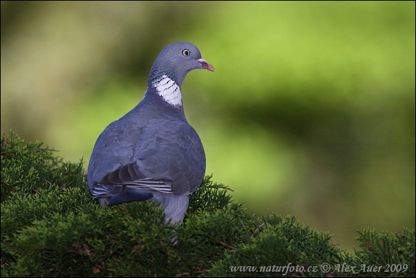 Holub hrivnák (Columba palumbus)