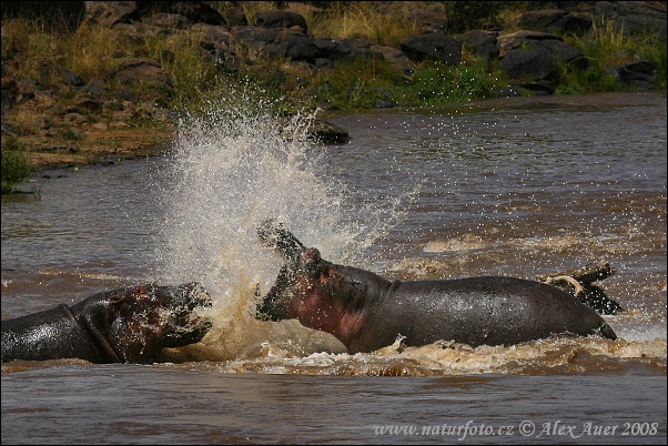 Hroch obojživelný (Hippopotamus amphibius)