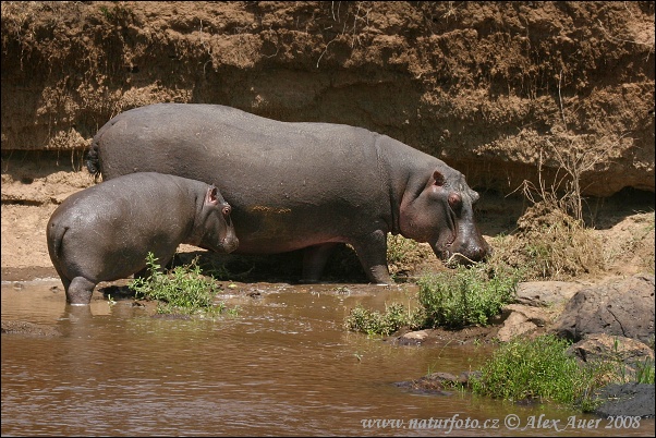 Hroch obojživelný (Hippopotamus amphibius)