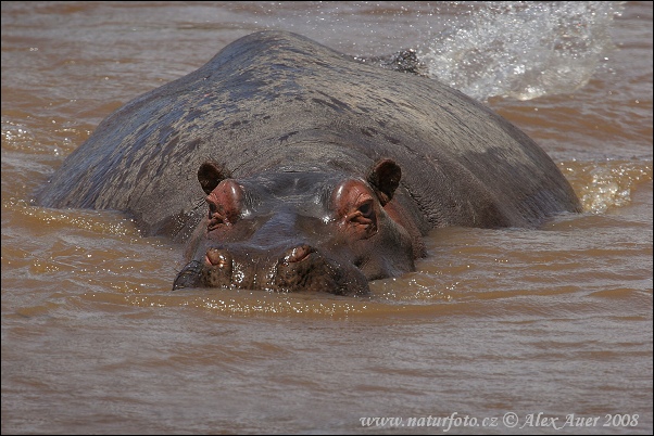 Hroch obojživelný (Hippopotamus amphibius)