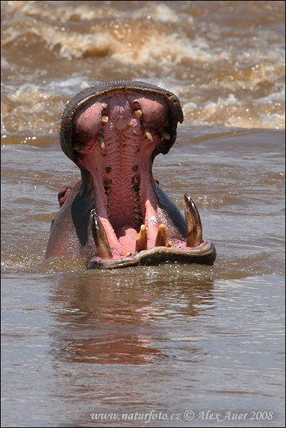 Hroch obojživelný (Hippopotamus amphibius)