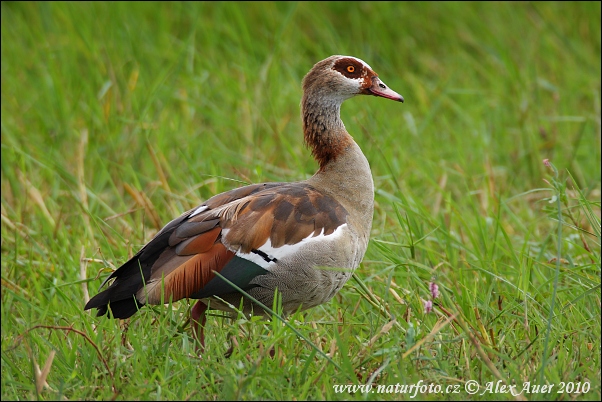 Húska štíhla (Alopochen aegyptiacus)