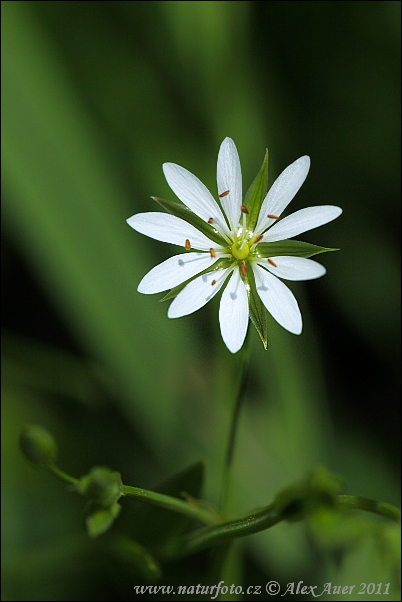 Hviezdica trávovitá (Stellaria graminea)