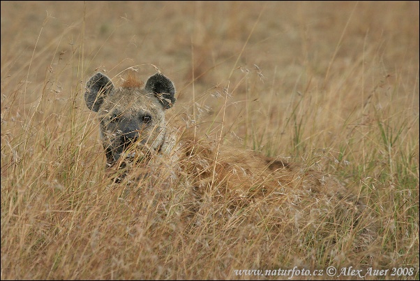 Hyena škvrnitá (Crocuta crocuta)