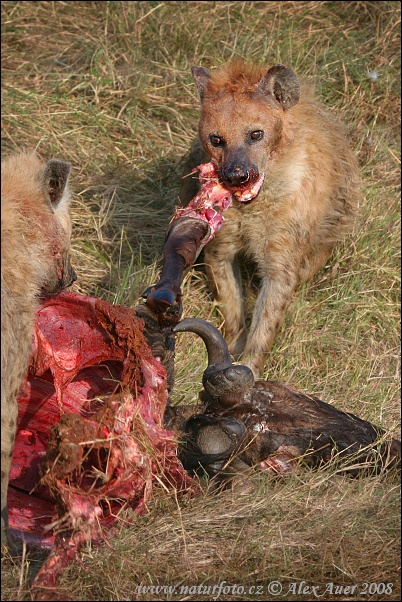 Hyena škvrnitá (Crocuta crocuta)