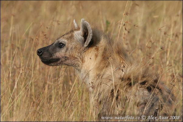 Hyena škvrnitá (Crocuta crocuta)