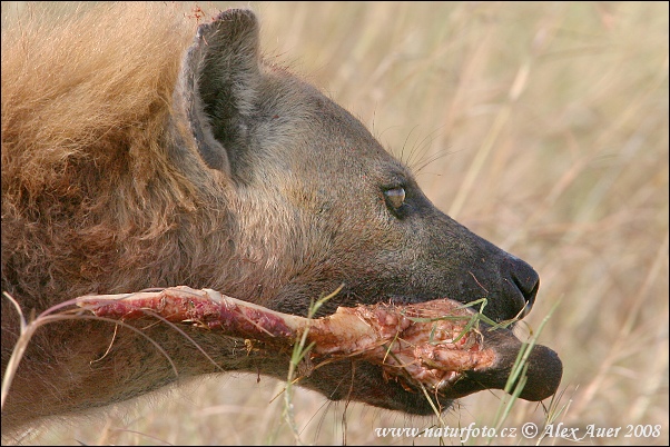 Hyena škvrnitá (Crocuta crocuta)