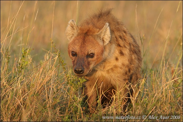 Hyena škvrnitá (Crocuta crocuta)