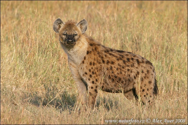 Hyena škvrnitá (Crocuta crocuta)