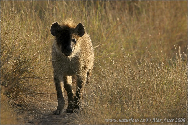 Hyena škvrnitá (Crocuta crocuta)