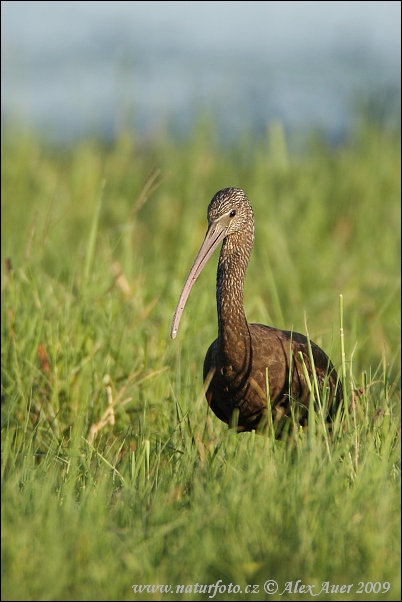 Ibis hnedý (Plegadis falcinellus)