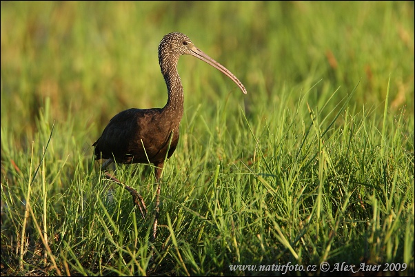 Ibis hnedý (Plegadis falcinellus)