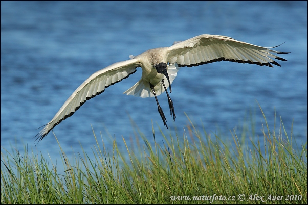 Ibis posvätný (Threskiornis aethiopicus)