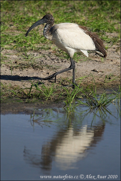 Ibis posvätný (Threskiornis aethiopicus)