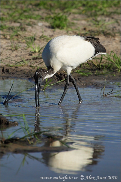 Ibis posvätný (Threskiornis aethiopicus)