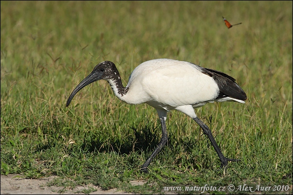 Ibis posvätný (Threskiornis aethiopicus)