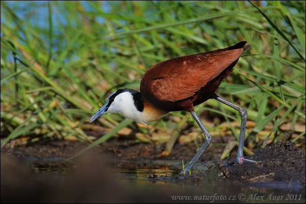 Jakana modročelá (Actophilornis africanus)