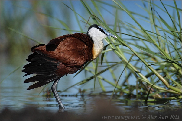 Jakana modročelá (Actophilornis africanus)