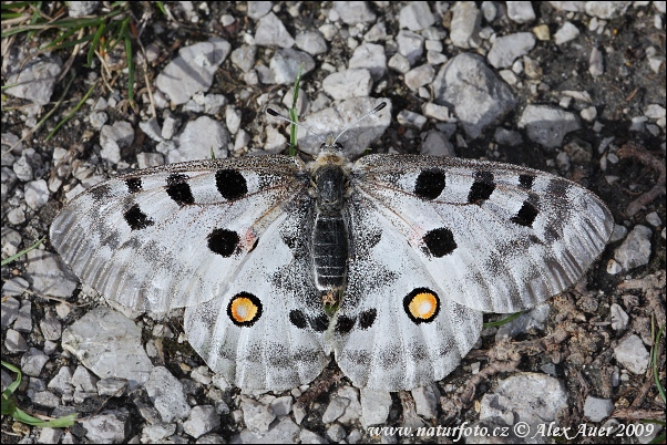 Jasoň červenooký (Parnassius apollo)