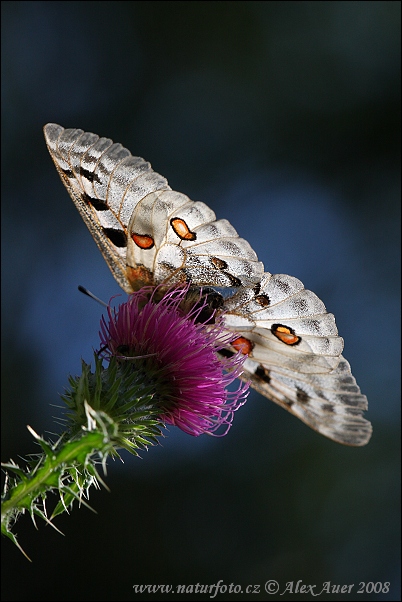 Jasoň červenooký (Parnassius apollo)