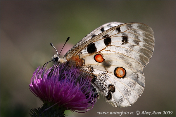 Jasoň červenooký (Parnassius apollo)