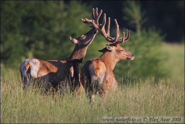 Jeleň hôrny obyčajný (Cervus elaphus)