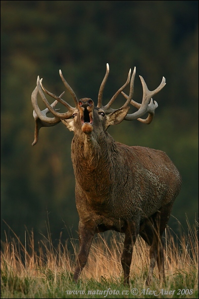 Jeleň hôrny obyčajný (Cervus elaphus)