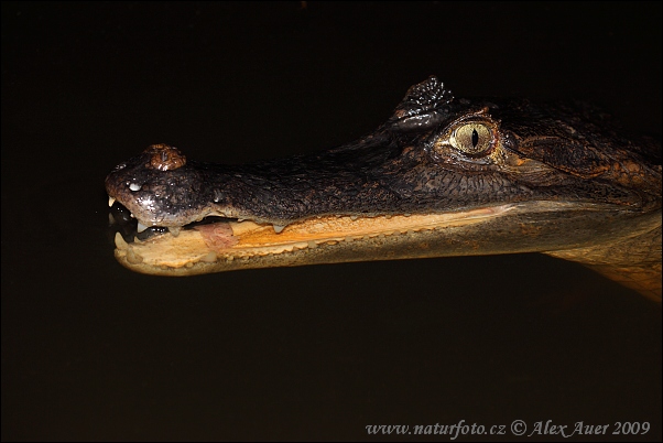 Kajman okuliarnatý (Caiman crocodilus)