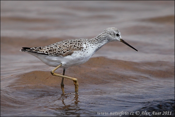 Kalužiak štíhly (Tringa stagnatilis)