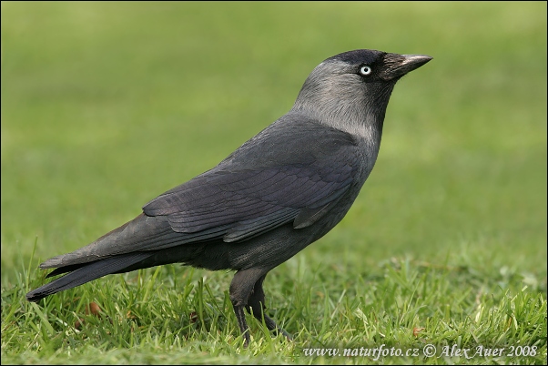 Kavka obyčajná (Corvus monedula)