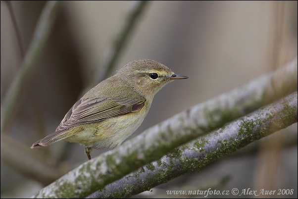 Kolibiarik čipčavý (Phylloscopus collybita)