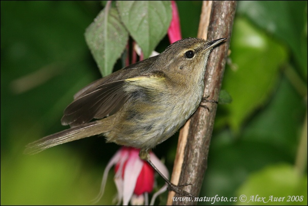 Kolibiarik čipčavý (Phylloscopus collybita)