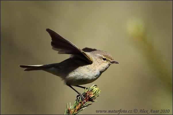 Kolibiarik čipčavý (Phylloscopus collybita)