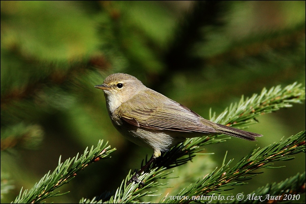 Kolibiarik čipčavý (Phylloscopus collybita)